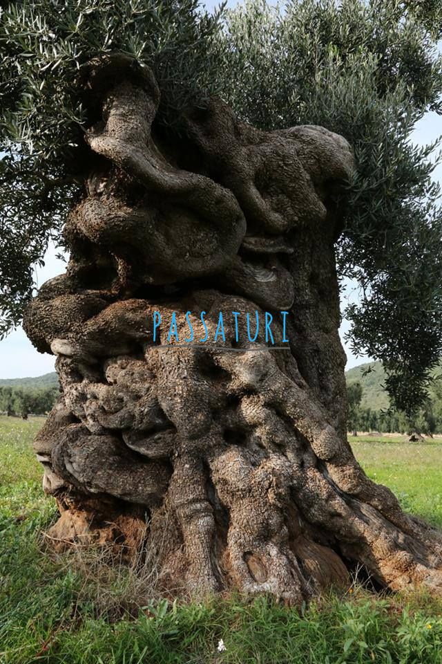 A mystical & wise Olive Tree in Puglia #Italy