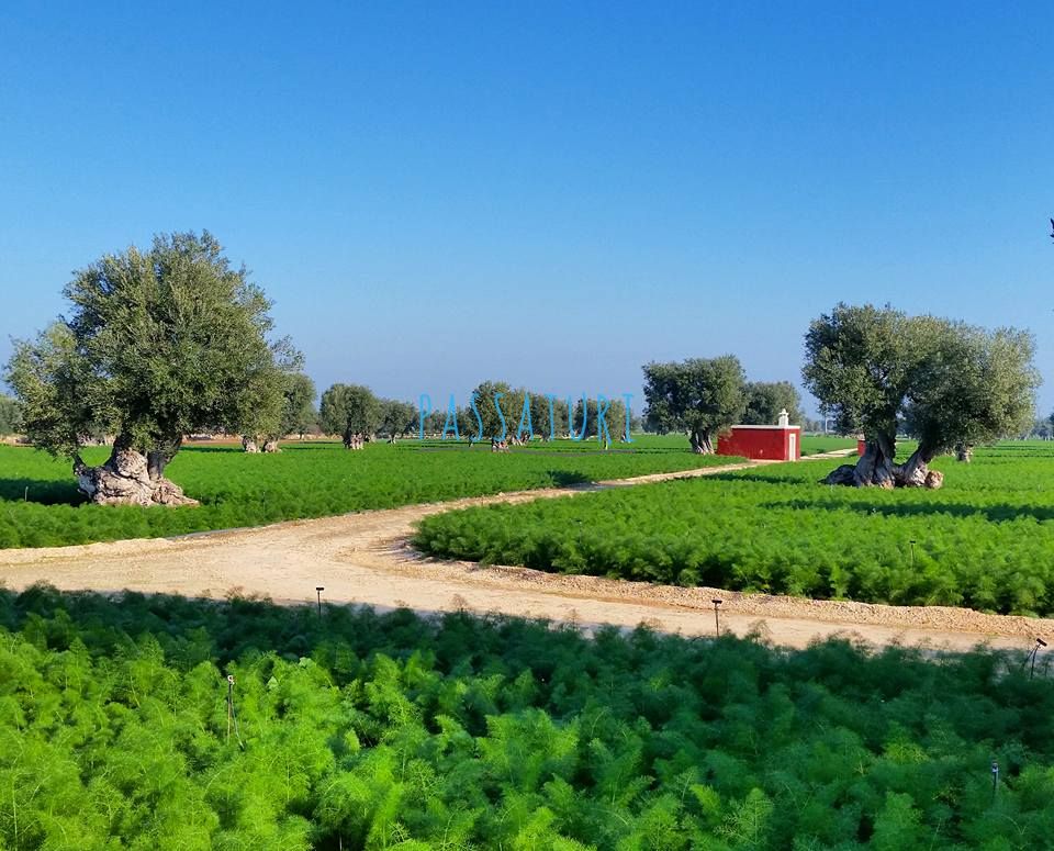 A mystical & wise Olive Tree in Puglia #Italy