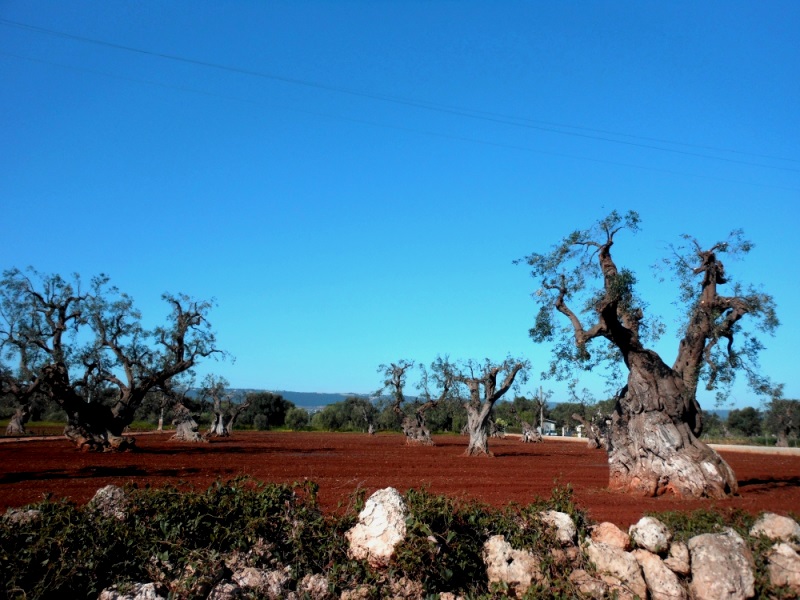 A mystical & wise Olive Tree in Puglia #Italy  Árvores estranhas, Lindas  paisagens, Árvores velhas